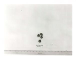 Click for 3 image(s) for this accession. FRUIT